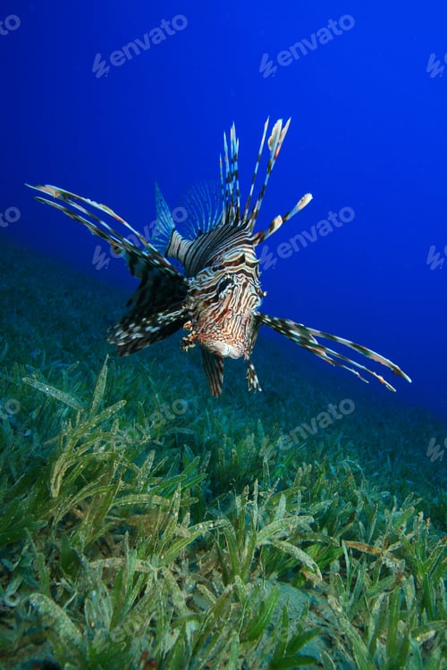 Preview: Lionfish (Pterois Miles)