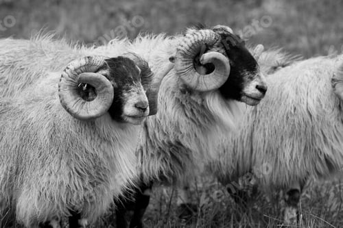 Preview: Scottish Blackface Sheeps In The Scottish Highlands
