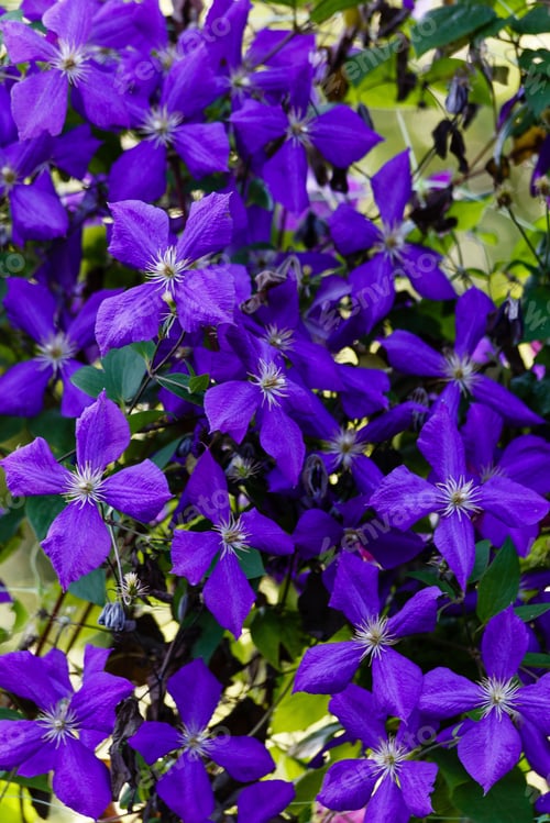 Preview: Flowers Perennial Vines Of Clematis In The Garden. Growing Clematis. Blooming Clematis.