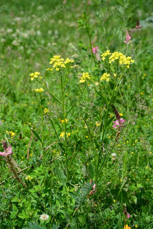 Preview: Yellowcress In Natural Habitat