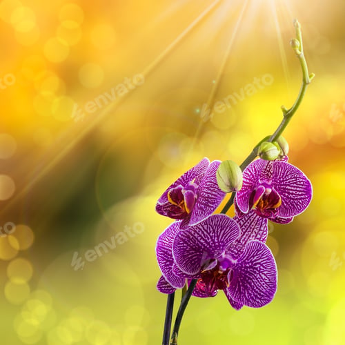 Preview: Purple Orchid Flower With White Stripes Close Up On Blur Yellow Background In Sun Rays