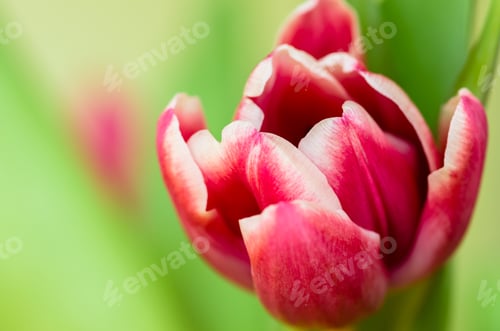 Preview: Macro Detail Of Pink Tulip