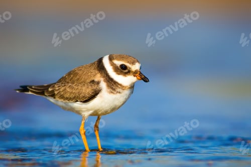 Preview: Cute Little Bird. Nature Background. Common Ringed Plover / Charadrius Hiaticula