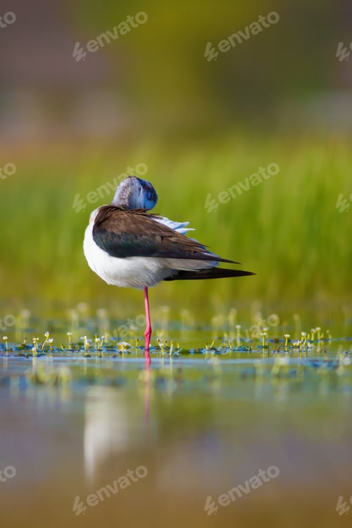 Preview: Cute Water Bird. Nature Background.