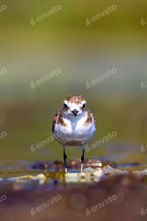 Preview: Cute Bird. Kentish Plover. Nature Background.