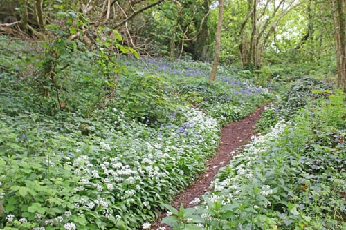 Preview: Path Through A Wood In Spring