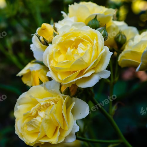 Preview: Beautiful Bush Of Yellow Roses In A Spring Garden. Rose Garden.