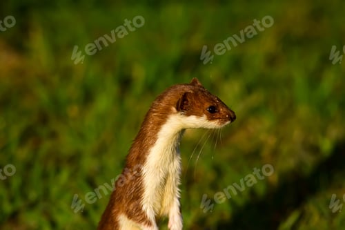 Preview: Weasel. Green Nature Background. Least Weasel. Mustela Nivalis