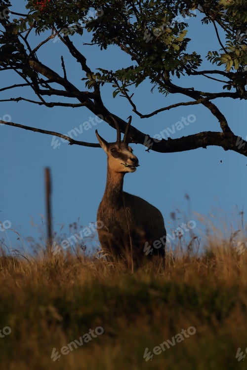 Preview: Chamois (Rupicapra Rupicapra) Vosges Mountains, France