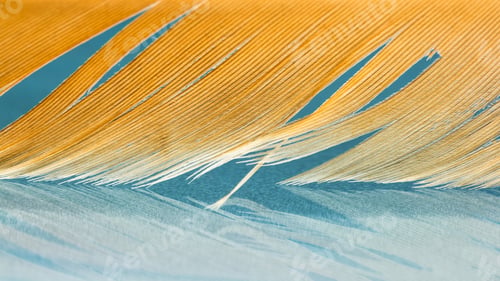 Preview: Colorful Hen Feather With Details And Reflexions