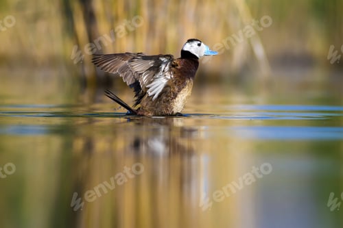 Preview: Swimming Duck. Cute Duck White Headed Duck. Colorful Nature Background. Bird: White Headed Duck