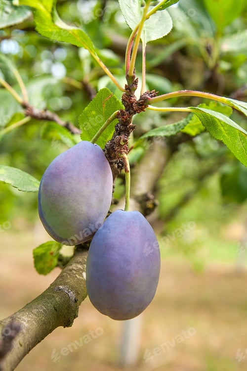 Preview: Close Up Of The Plums Ripe On Branch. Ripe Plums On A Tree Branch In The Orchard. View Of Fresh