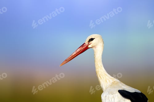 Preview: Cute Bird Stork. Colorful Nature Background. Bird: White Stork. Ciconia Ciconia.
