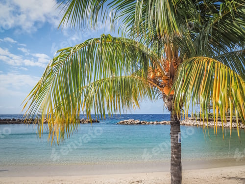 Preview: Coconut Trees Views Around The Caribbean Island Of Curacao