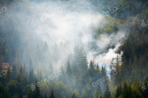 Preview: Spruce Forest On Hillside In Smoke. Lovely Nature Disaster Background