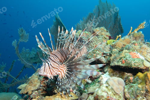 Preview: Common Lionfish