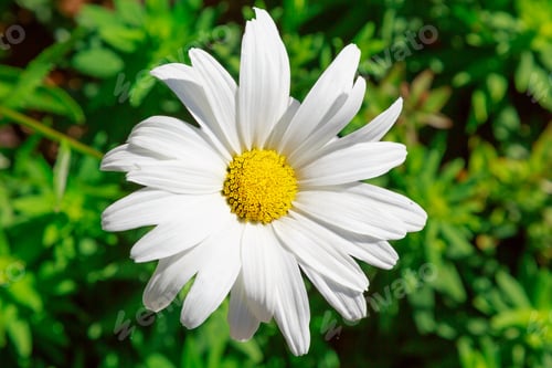 Preview: Large Chamomile Flower (Leucanthemum Vulgare). Daisies, Dox-Eye, Common Daisy, Dog Daisy, Moon