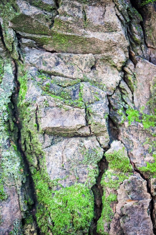 Preview: Abstract Composition With Green Moss On Tree Bark - Texture And Background With Very Soft Focus