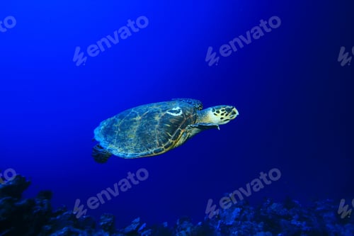 Preview: Hawksbill Turtle (Eretmochelys Imbricata)