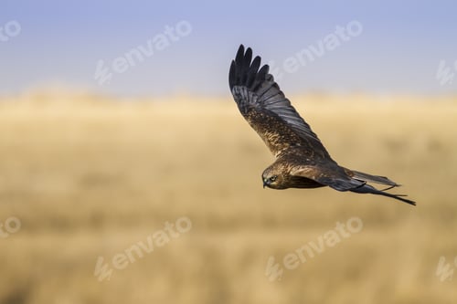 Preview: Flying Bird Of Prey. Natural Background. Bird: Western Marsh Harrier. Circus Aeruginosus