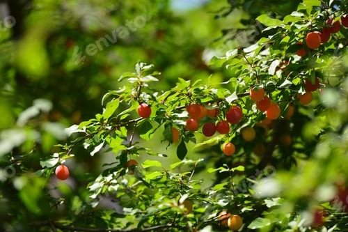 Preview: Plum Tree Branches With Ripe Fruits