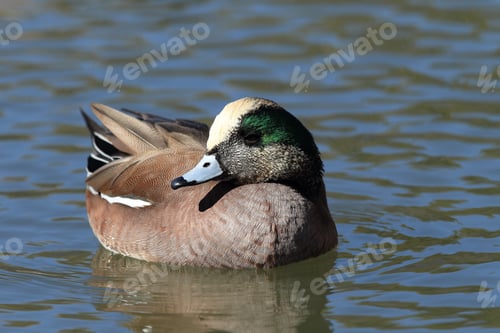 Preview: American Wigeon Socorro New Mexico