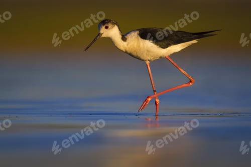 Preview: Water Bird. Colorful Nature Background. Bird: Black Winged Stilt. Himantopus Himantopus.
