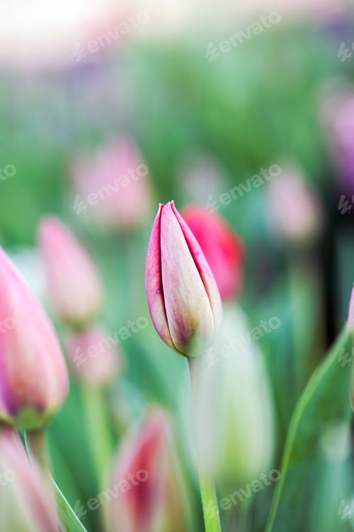 Preview: Group Of Many Red Tulips With Natural Background. High Resolution And Quality
