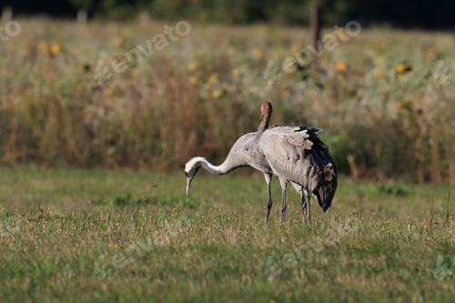 Preview: Common Cranes In The Field Mecklenburg Germany