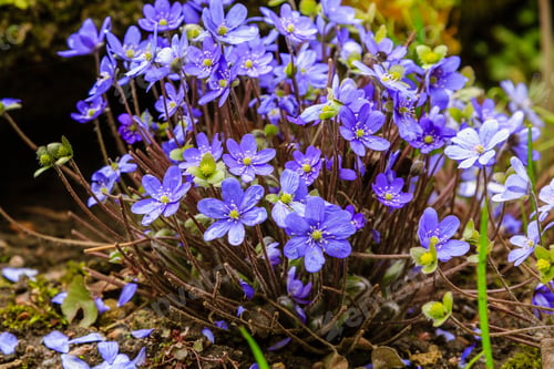Preview: Early-Flowering Bulbous Plants Hepatica With Beautiful Blue Flowers. A Beautiful Spring Flower