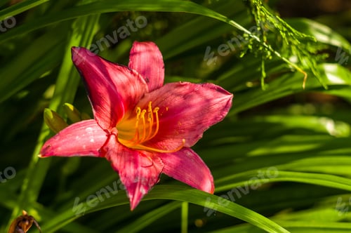 Preview: Decorative Pink Flower Rain Lily Zephyranthes Grandiflora On Blurred Background Closeup