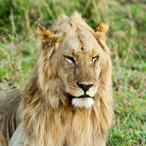 Preview: Male African Lion In The Maasai Mara, Kenya
