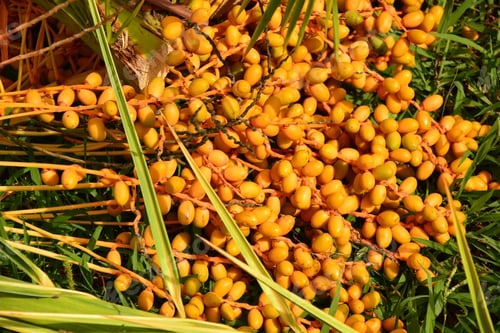 Preview: Branches With Yellow Date Fruits On The Grass