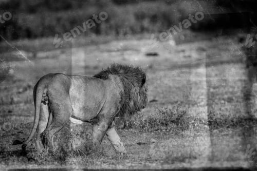 Preview: Vanishing Africa: Vintage Style Image Of Zebras In The Ngorongoro Crater, Tanzania