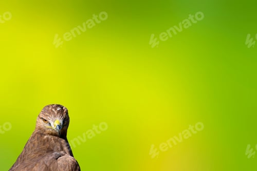 Preview: Bird Portait. Bird Of Prey. Green Natural Background.. Isolated Bird.