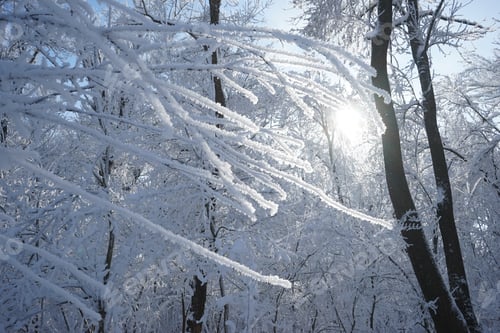 Preview: Winter Landscape In The Park In A Cold, But Sunny Day. High Resolution And Beautiful Snow Details