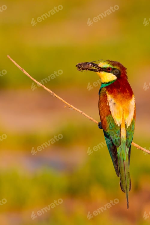 Preview: Colorful Bird. Nature Background. European Bee Eater. Merops Apiaster.