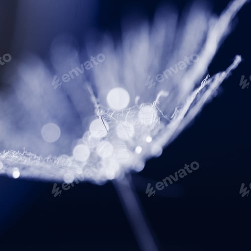 Preview: Dandelion Seed With Waterdrops On Dark Background