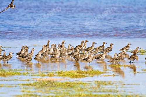 Preview: Water Birds. Green Blue Nature Background. Common Water Birds: Ruff. Philomachus Pugnax.