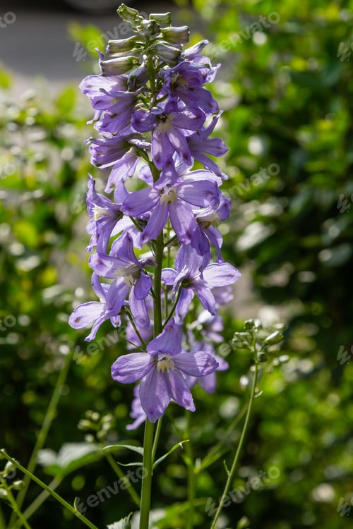 Preview: Beautiful Delphiniums Blooming In The Garden.