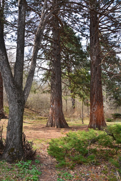 Preview: Sequoia Sempervirens (Coast Redwood) In Botanical Garden
