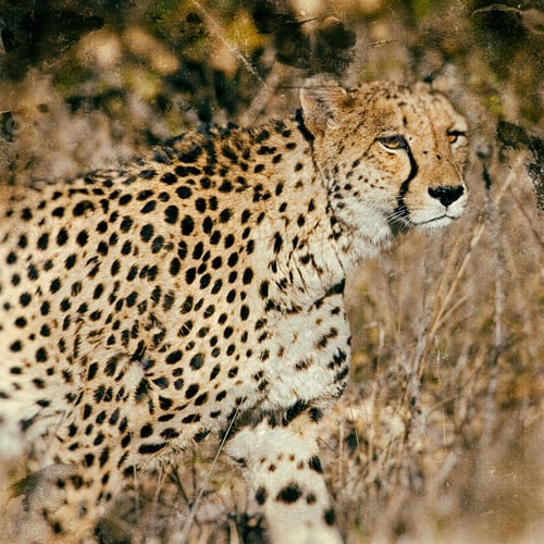 Preview: Vintage Style Image Of A Cheetah (Acinonyx Jubatus Soemmeringii) In The Okavango Delta, Botswana