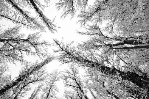 Preview: Snowing Landscape In The Park. Fisheye Lens Effects