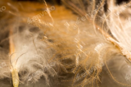 Preview: Colorful Rooster Feather With Details And Reflexions