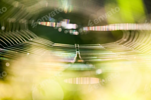 Preview: Abstract Composition With Spider Web Details And Natural Colors