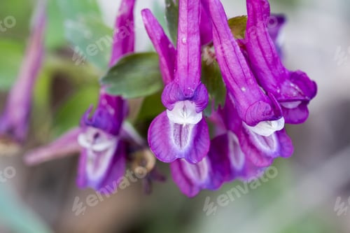 Preview: Stagger Weed (Corydalis Cava) Plant With Purple Flower With Natural Background