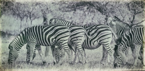 Preview: Vintage Style Image Of A Group Of Zebras In The Hwange National Park, Zimbabwe