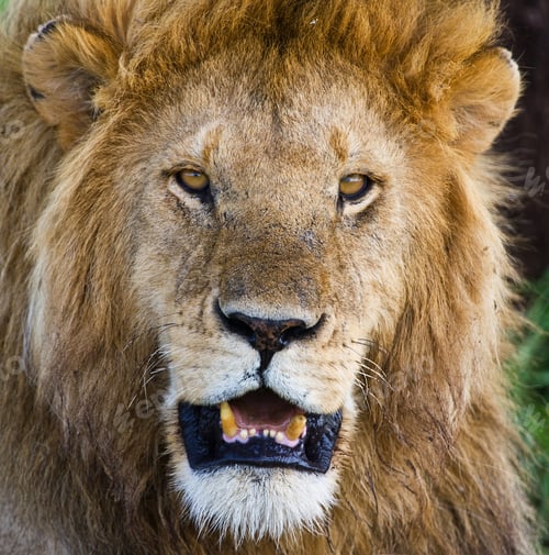 Preview: Male African Lion In The Serengeti National Park, Tanzania