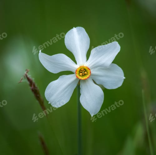 Preview: Daffodils In Plavski Rovt In Slovenia In Spring
