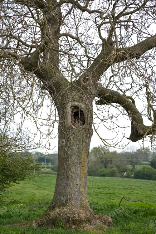Preview: Big Hole In An Old Oak Tree